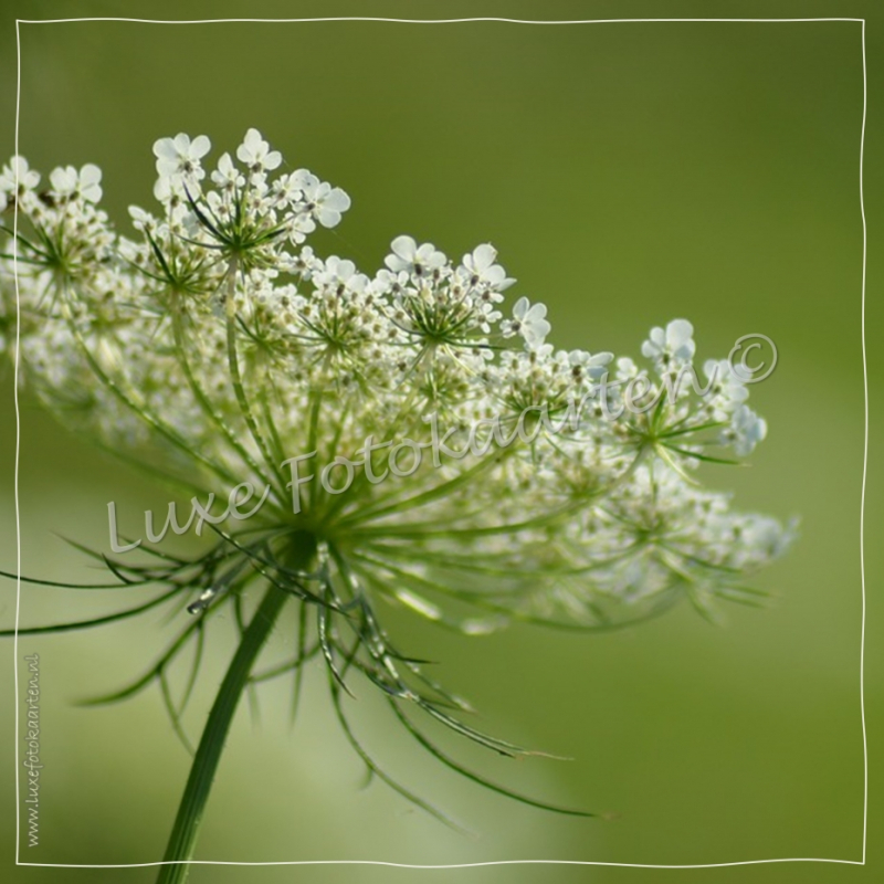 Blanco Algemeen - Weegbree